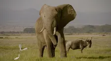 "The most prestigious animal of all animals ..."